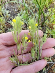 Castilleja tenuis