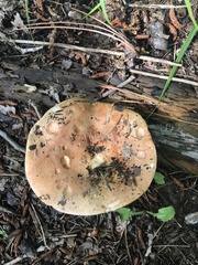Russula polychroma