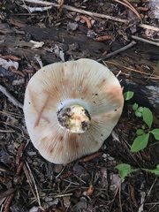 Russula polychroma