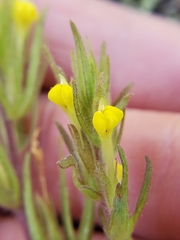 Castilleja tenuis