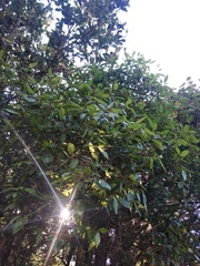 Frangula capreifolia