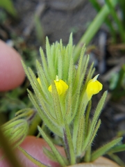 Castilleja tenuis
