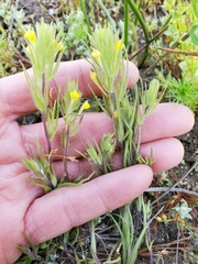Castilleja tenuis