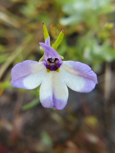 Downingia montana