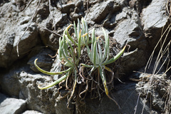 Dudleya densiflora