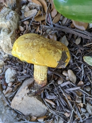 Buchwaldoboletus sphaerocephalus