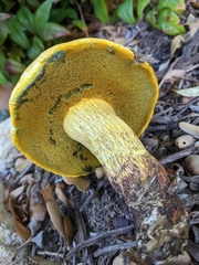 Buchwaldoboletus sphaerocephalus