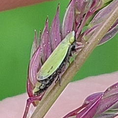 Diplocolenus
