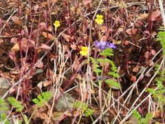 Erythranthe alsinoides