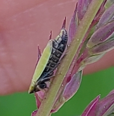 Diplocolenus