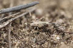 Cycloptilum distinctum
