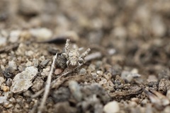 Cycloptilum distinctum