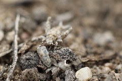 Cycloptilum distinctum