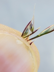 Deschampsia cespitosa cespitosa