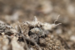 Cycloptilum distinctum