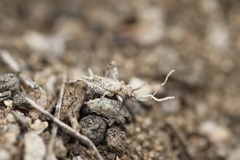 Cycloptilum distinctum