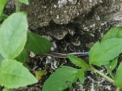 Cryptoblepharus novohebridicus