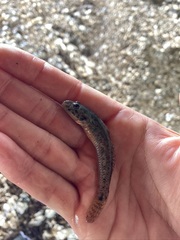 Acanthogobius flavimanus