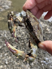Charybdis japonica