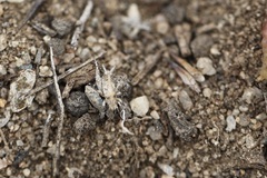 Cycloptilum distinctum