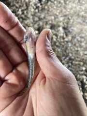 Acanthogobius flavimanus
