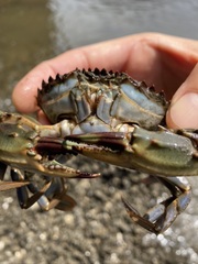 Charybdis japonica