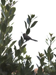 Psaltriparus minimus