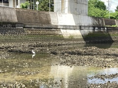 Egretta garzetta