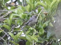 Psaltriparus minimus