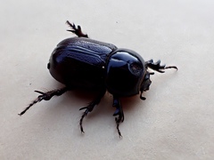 Semanopterus