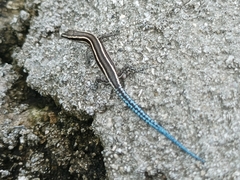 Cryptoblepharus novohebridicus