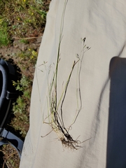 Deschampsia cespitosa cespitosa