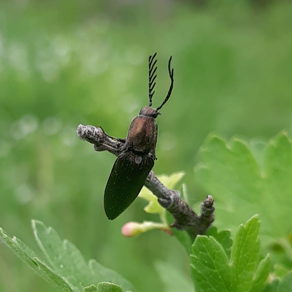 pectinate click beetle from Свердловская обл., Россия, 624180 on June