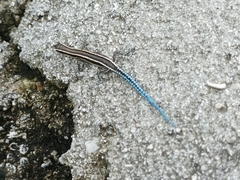 Cryptoblepharus novohebridicus