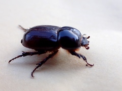Semanopterus