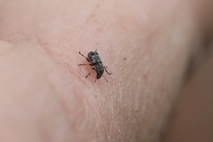 Zygaenodini
