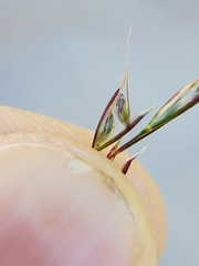 Deschampsia cespitosa cespitosa