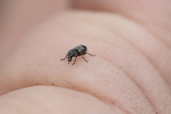 Zygaenodini