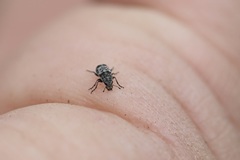 Zygaenodini