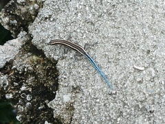 Cryptoblepharus novohebridicus