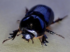 Semanopterus