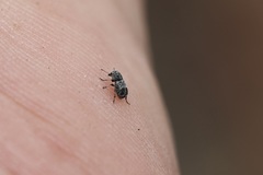 Zygaenodini