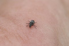 Zygaenodini