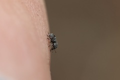 Zygaenodini