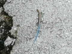 Cryptoblepharus novohebridicus