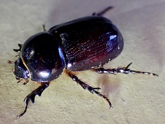Semanopterus