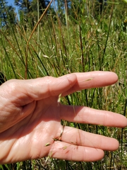 Deschampsia cespitosa cespitosa