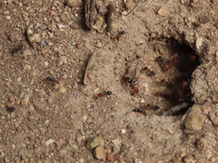 Myrmecocystus melliger