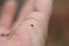 Zygaenodini
