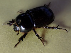 Semanopterus
